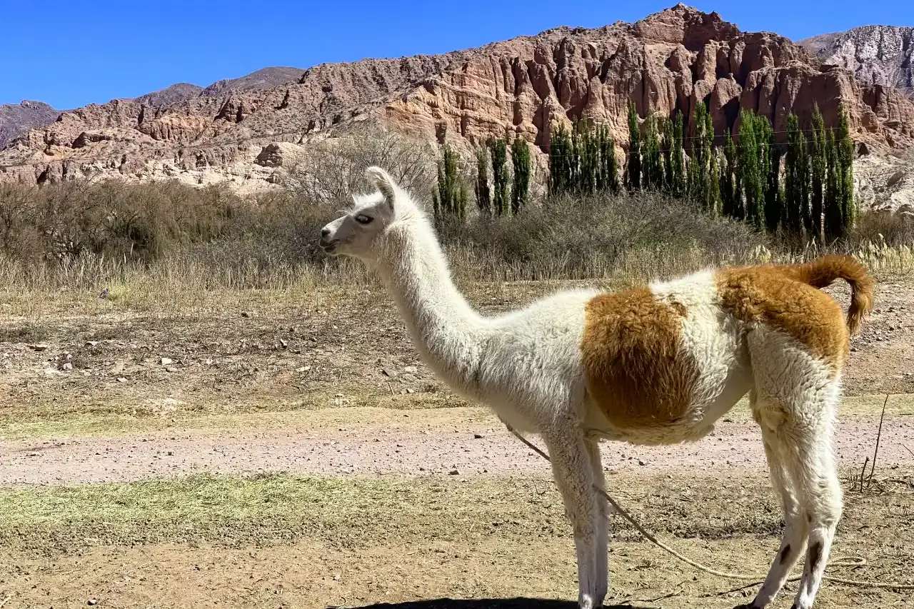 Llama frente a los cerros de la Quebrada de Humahuaca, Jujuy